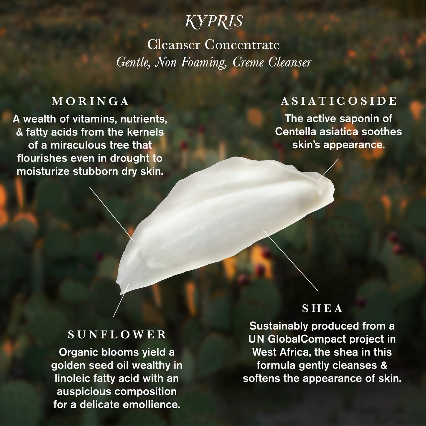 Cleanser Concentrate